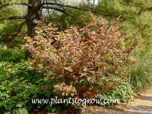 Autumn Embers Witch Hazel (Hamamelis)
The foliage color hasn't yet completely colored up. (Oct 10)(